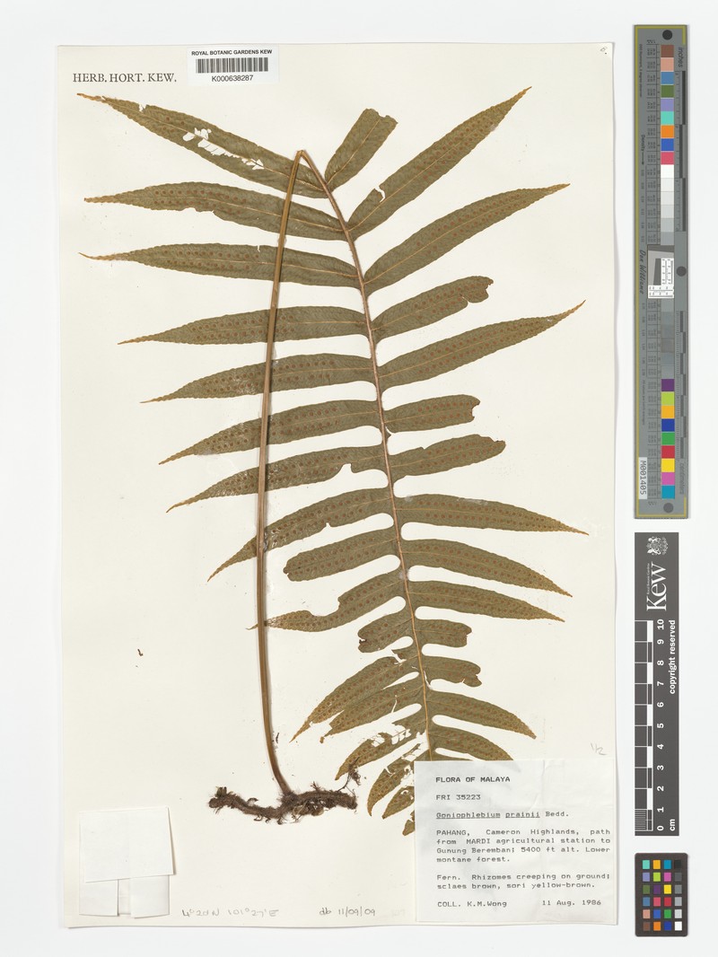 Goniophlebium prainii photo 3