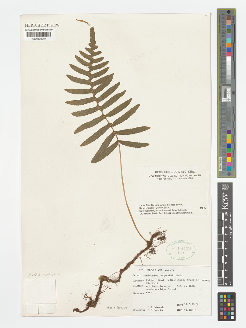 Goniophlebium prainii photo 4