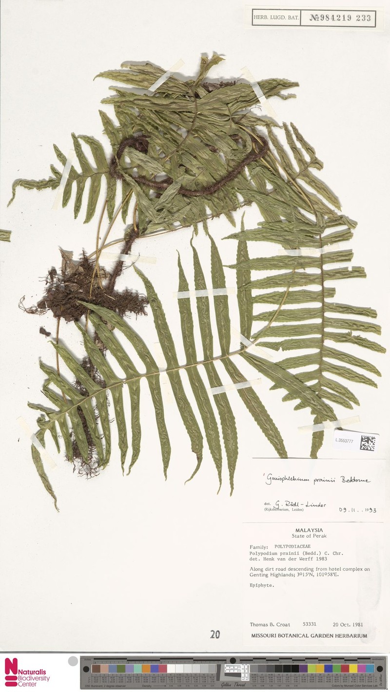 Goniophlebium prainii photo 5
