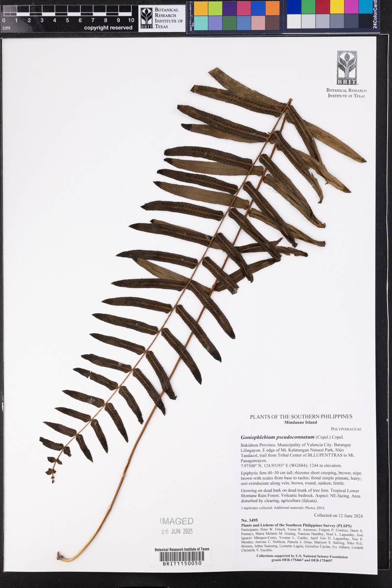 Goniophlebium pseudoconnatum photo 2