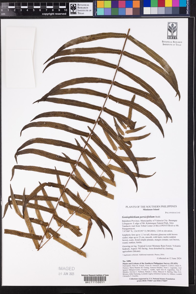 Goniophlebium pseudoconnatum photo 4