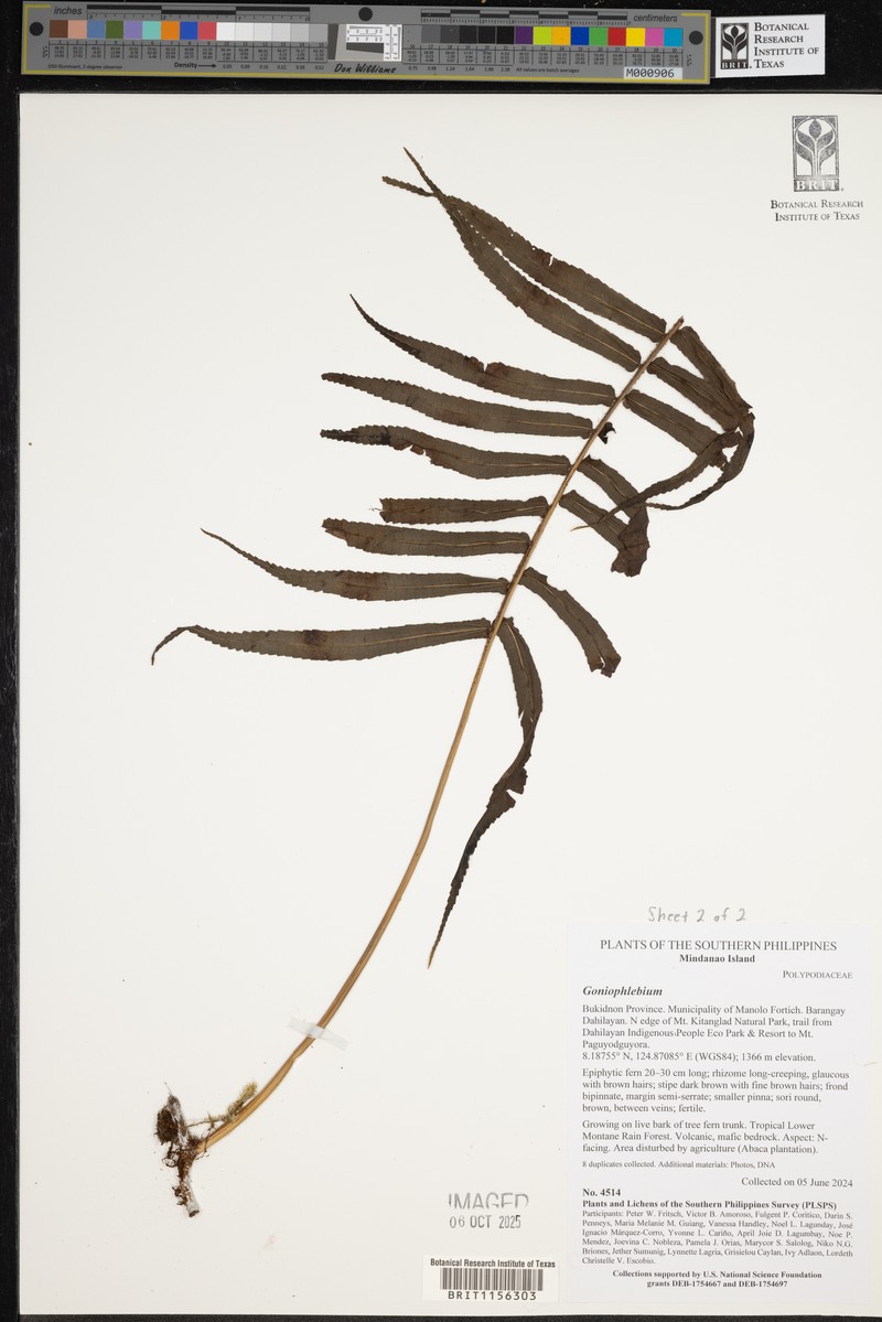 Goniophlebium pseudoconnatum photo 5