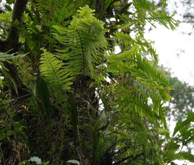 Goniophlebium raishaense