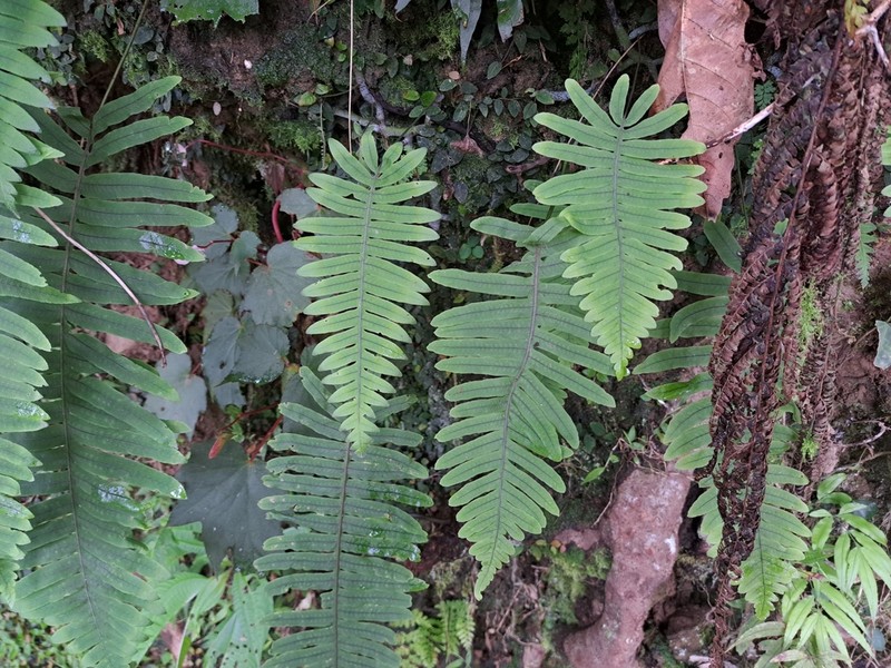 Goniophlebium raishaense photo 3
