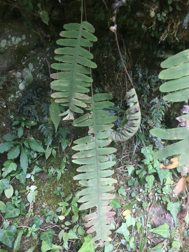 Goniophlebium raishaense photo 4