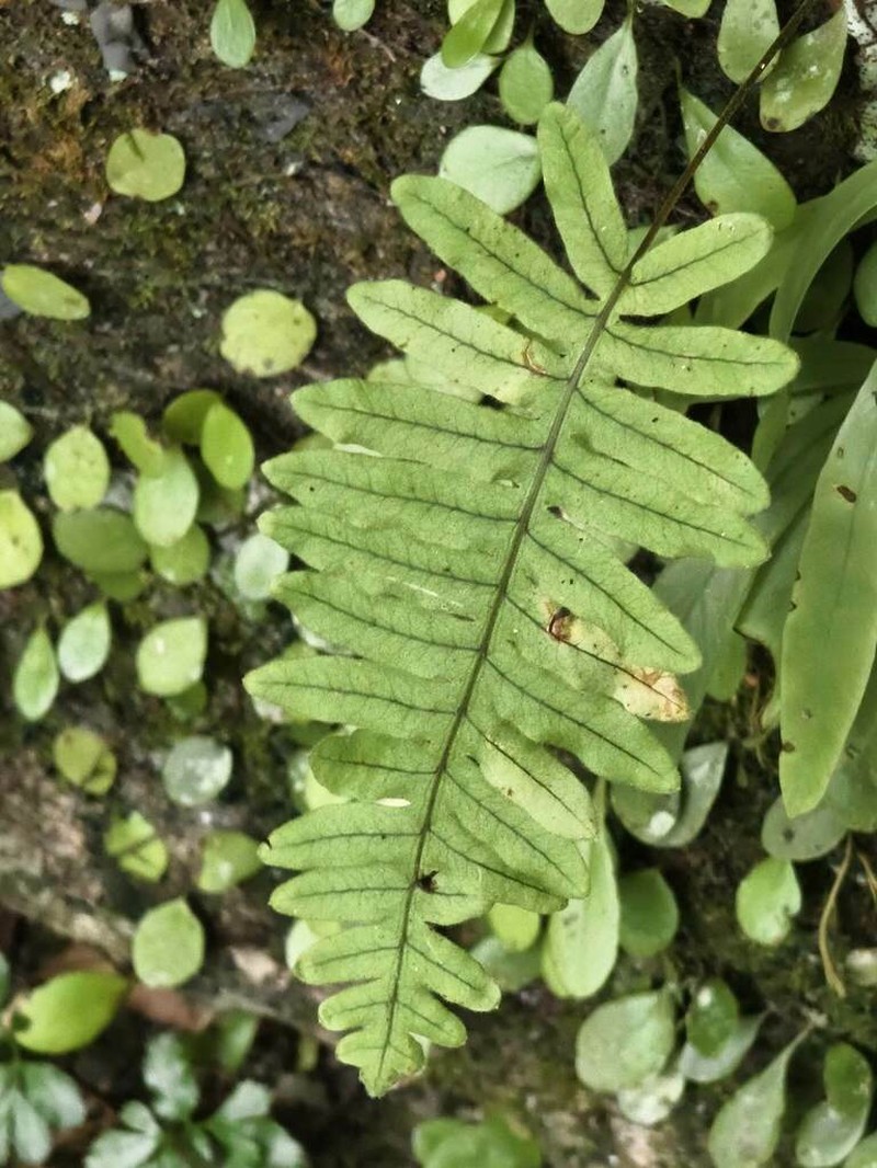 Goniophlebium raishaense photo 6
