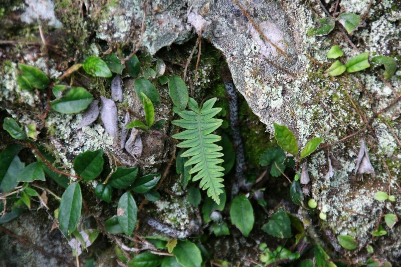 Goniophlebium raishaense photo 8