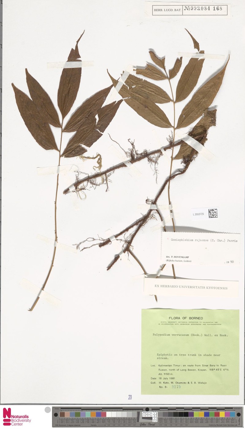 Goniophlebium rajaense