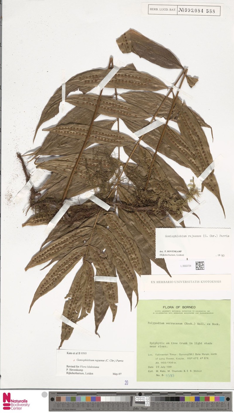 Goniophlebium rajaense photo 3
