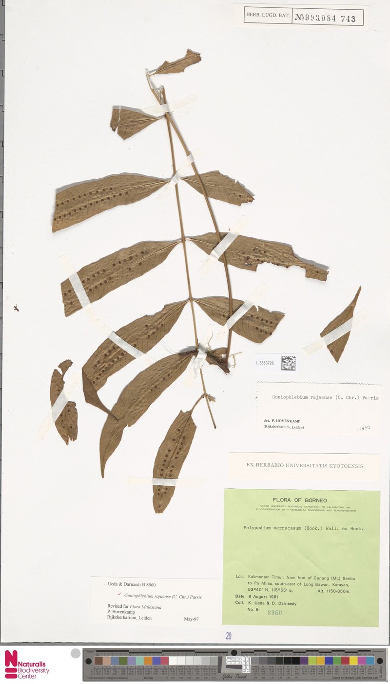 Goniophlebium rajaense photo 4