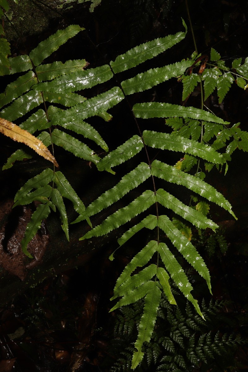 Goniophlebium serratifolium