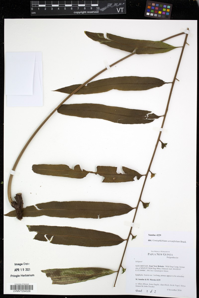 Goniophlebium serratifolium photo 2