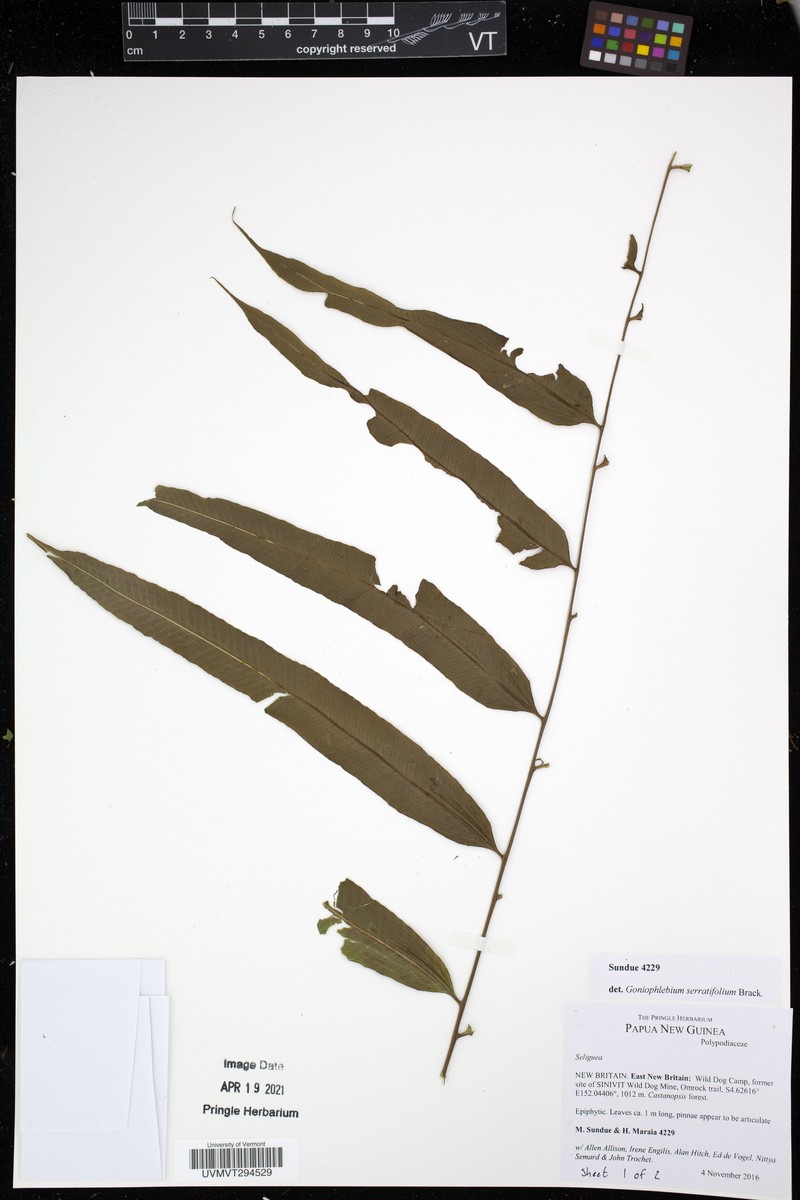 Goniophlebium serratifolium photo 3