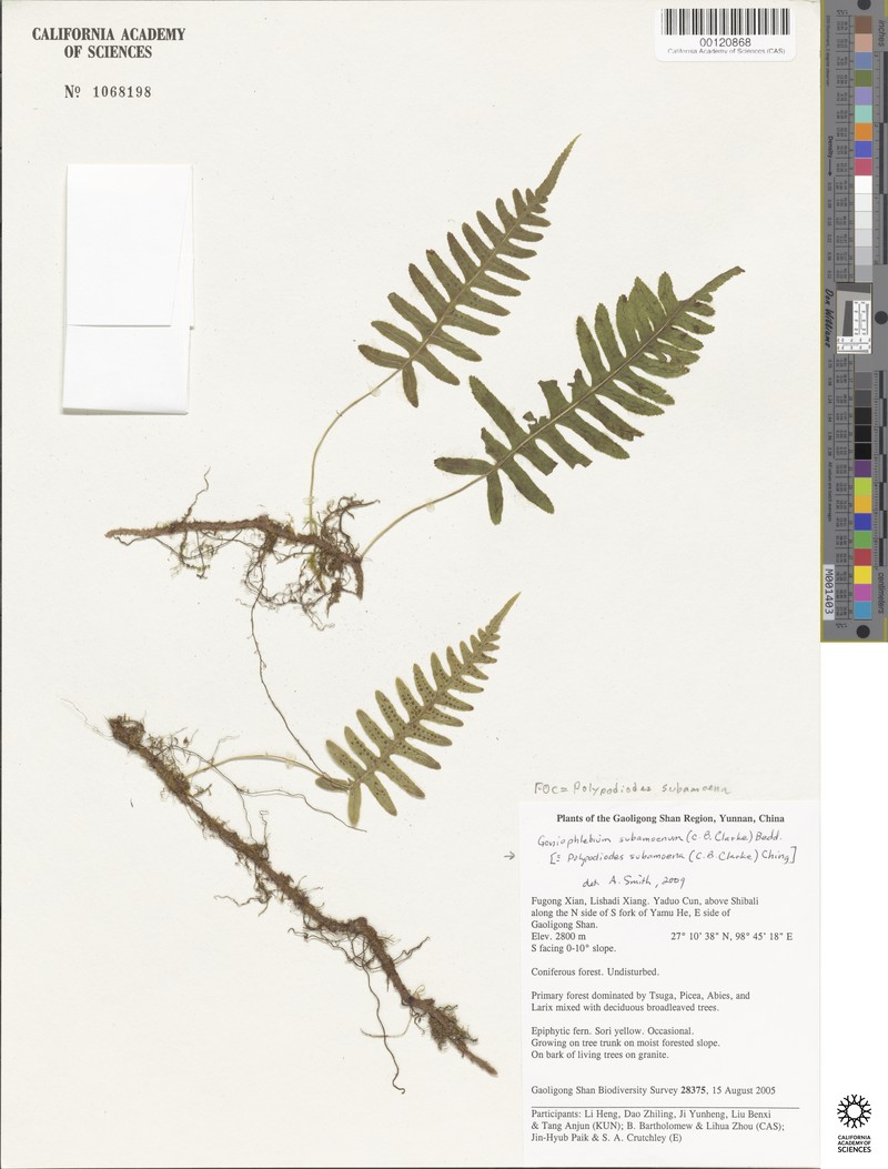 Goniophlebium subamoenum