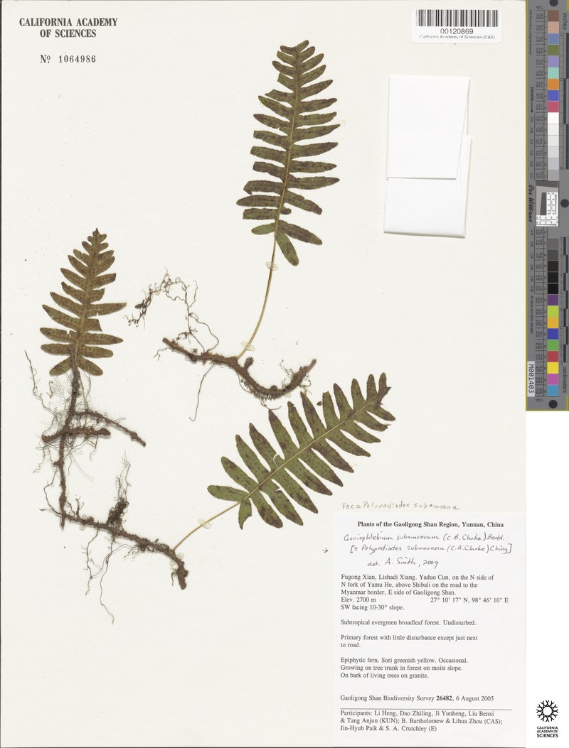 Goniophlebium subamoenum photo 2