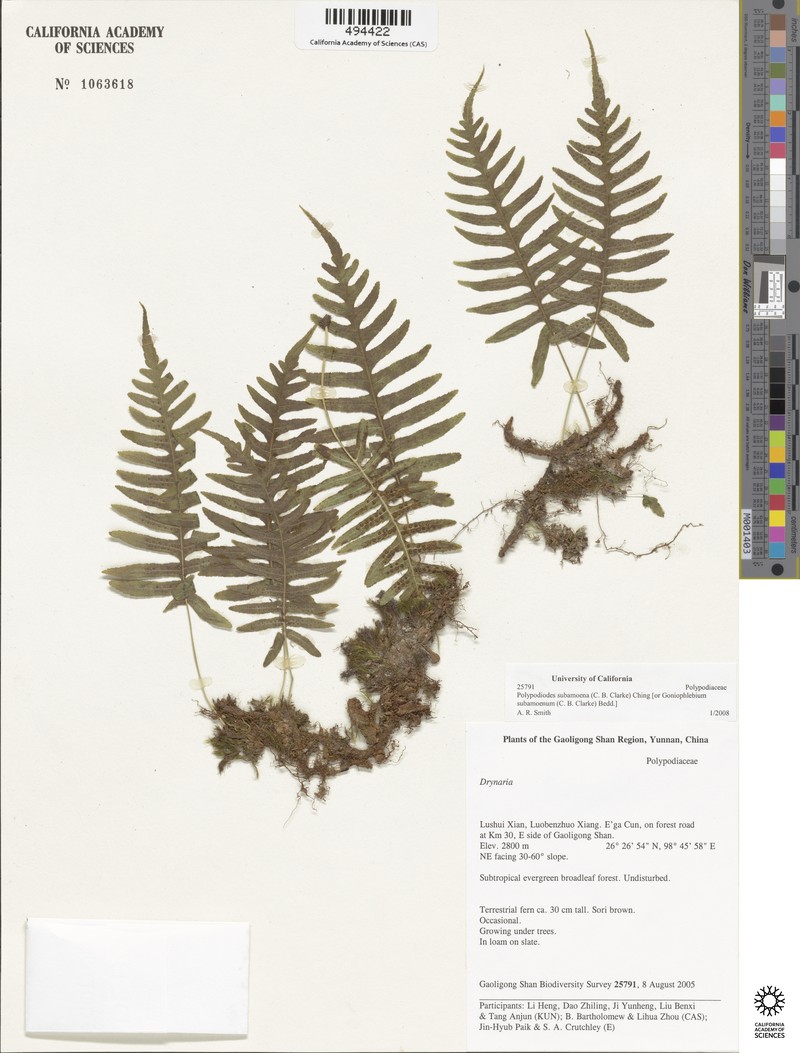 Goniophlebium subamoenum photo 3