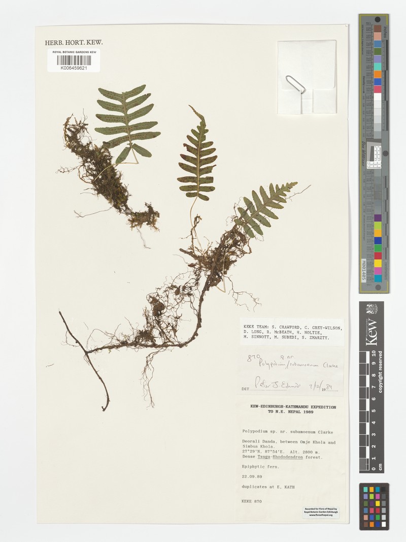 Goniophlebium subamoenum photo 4