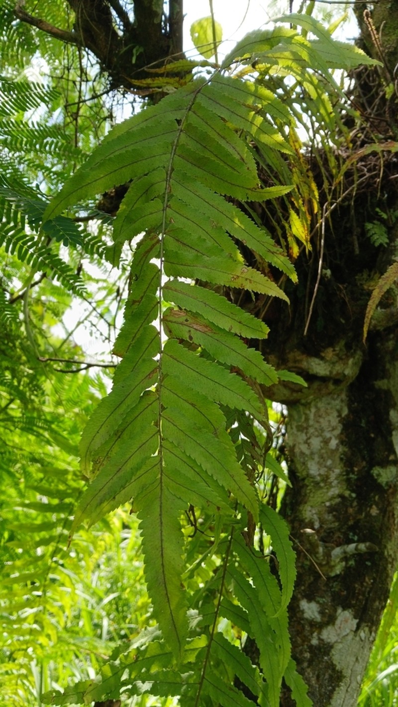 Goniophlebium subauriculatum