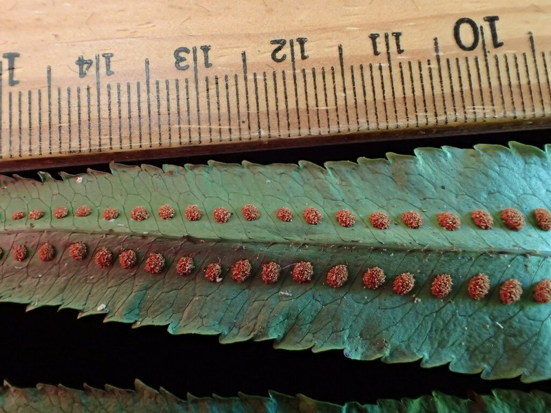 Goniophlebium subauriculatum photo 3