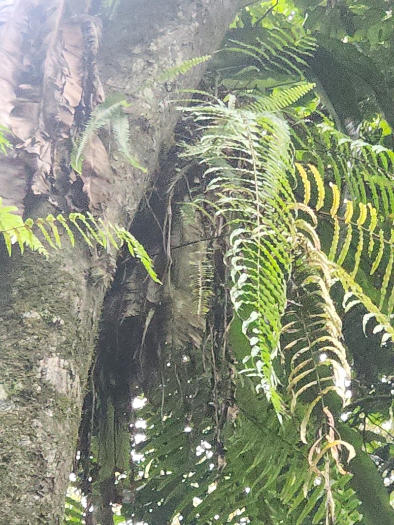 Goniophlebium subauriculatum photo 4