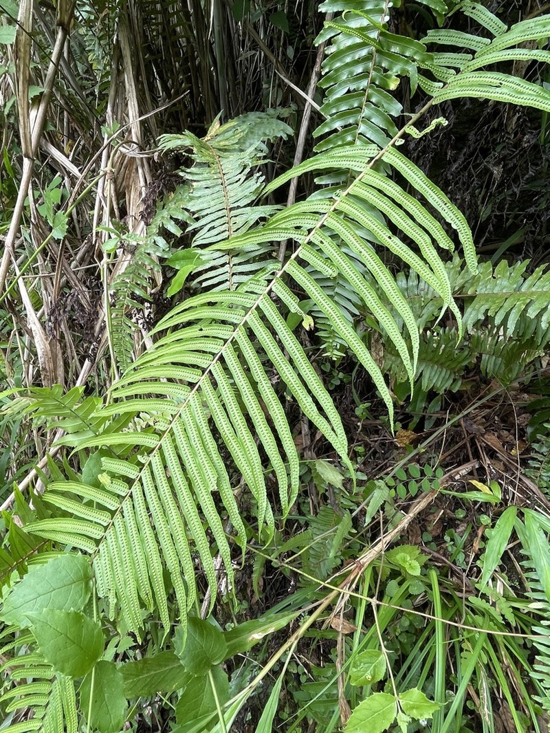 Goniophlebium subauriculatum photo 5
