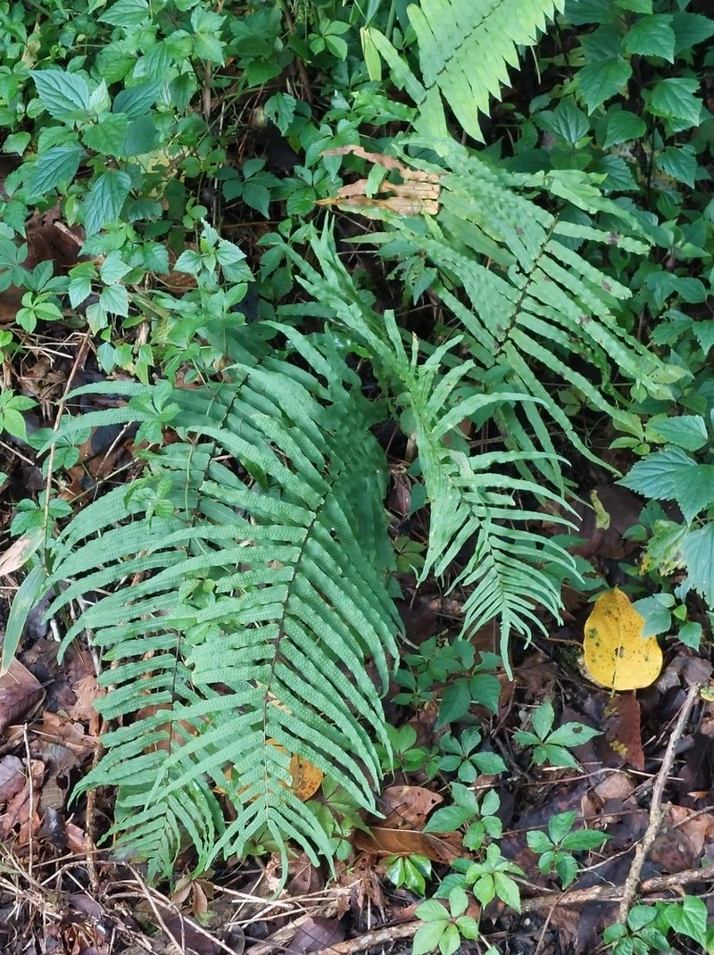 Goniophlebium subauriculatum photo 6