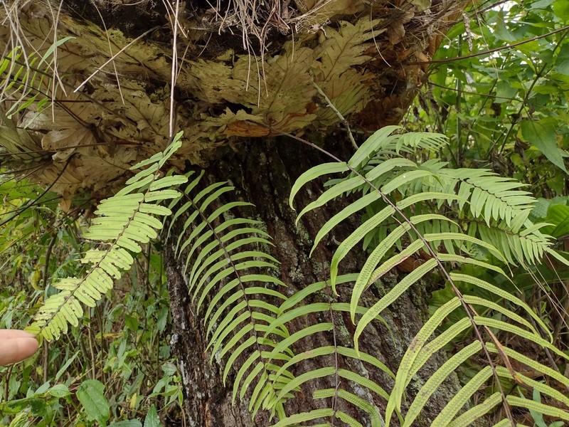 Goniophlebium subauriculatum photo 7
