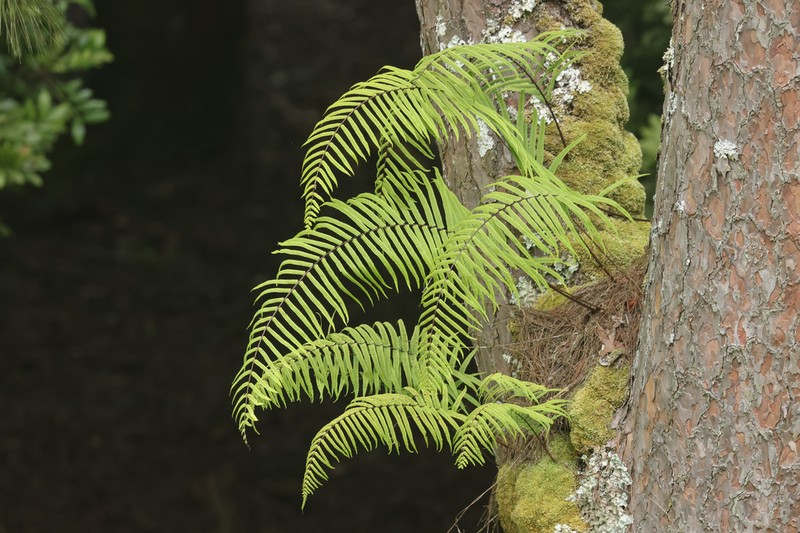 Goniophlebium subauriculatum photo 8