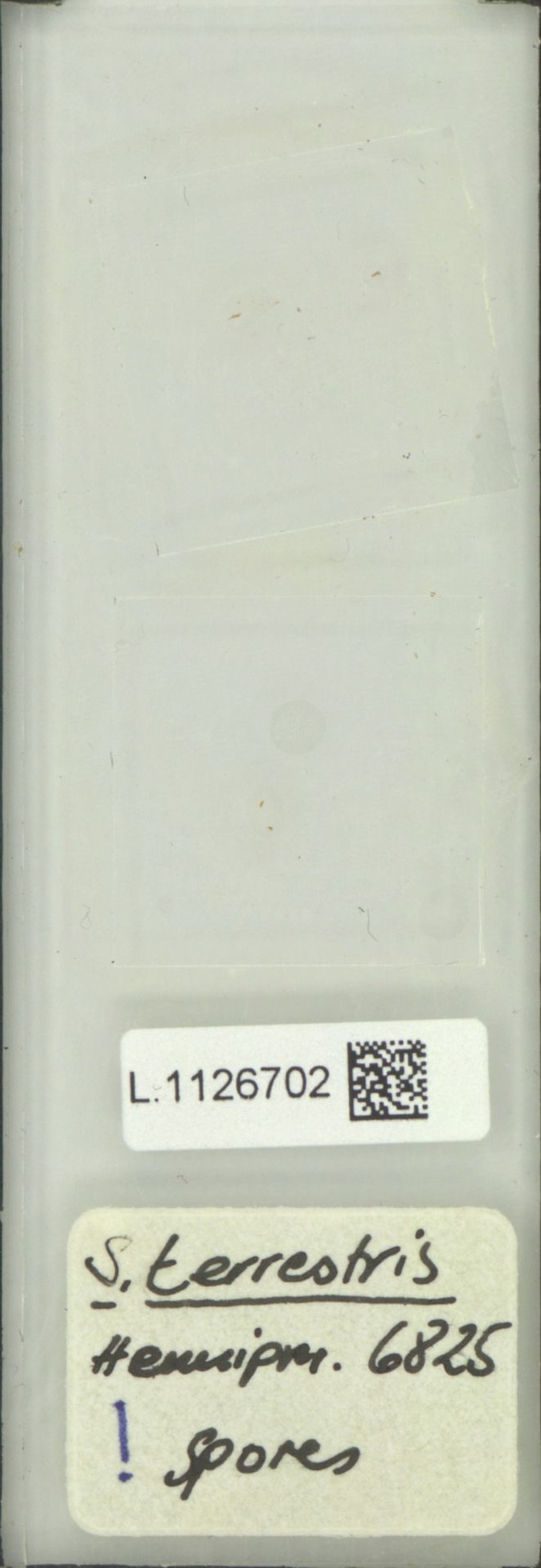 Goniophlebium terrestre photo 2