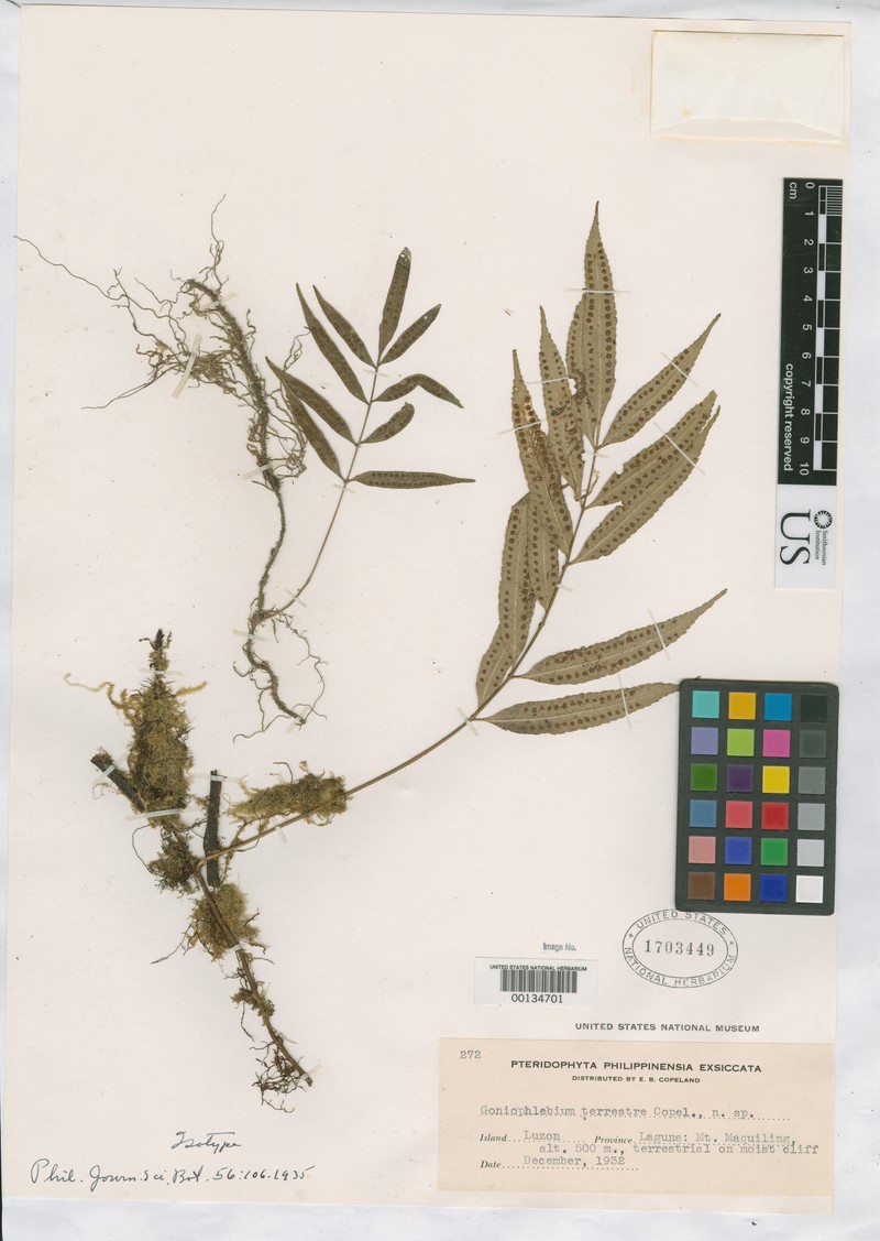 Goniophlebium terrestre