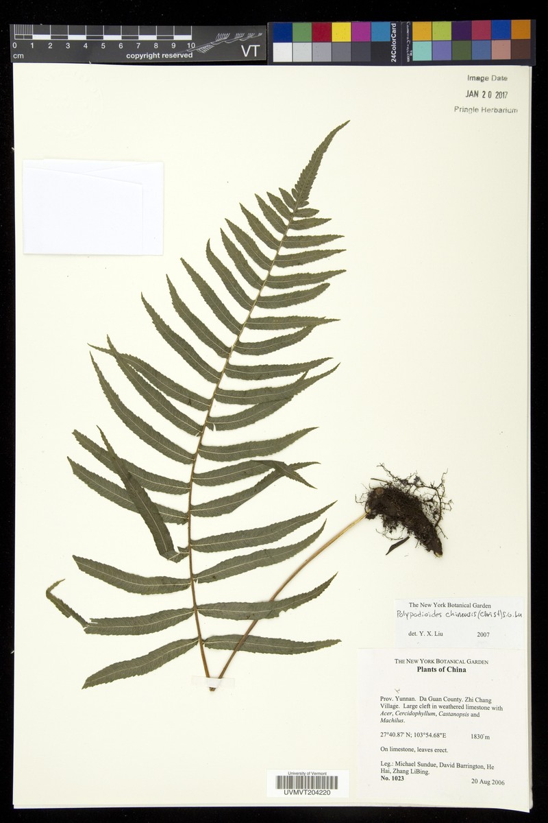 Goniophlebium yunnanense