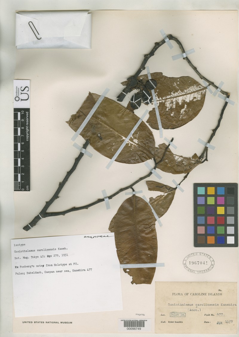 Caroline Goniothalamus