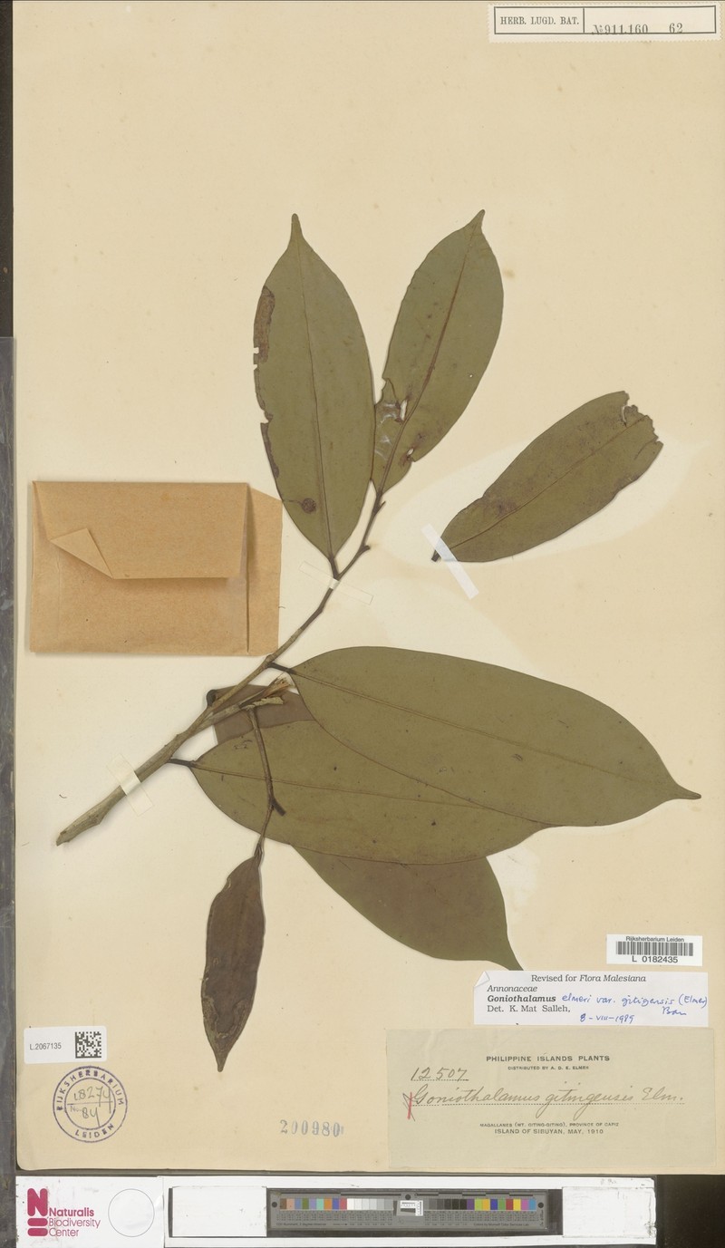Goniothalamus elmeri var. gitingensis