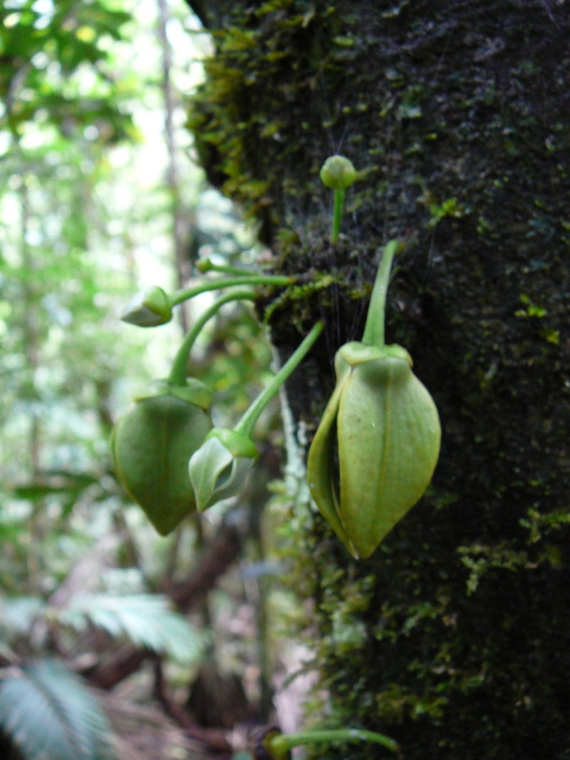 Goniothalamus obtusatus