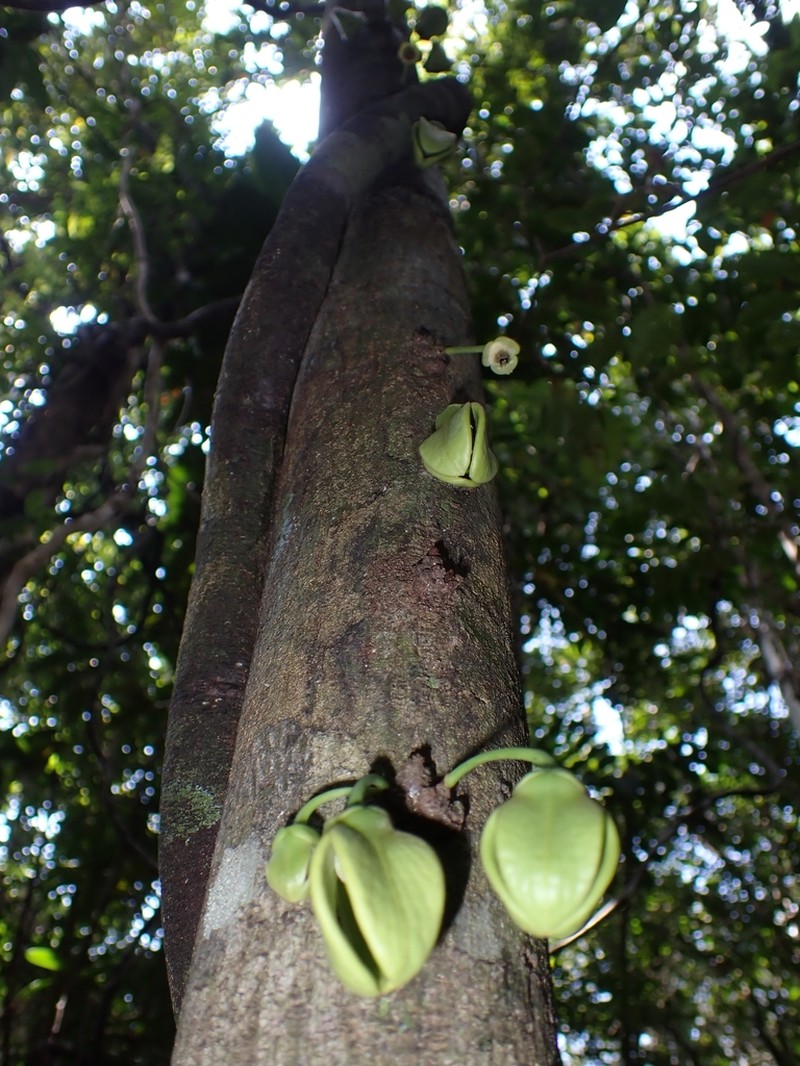 Goniothalamus obtusatus photo 6