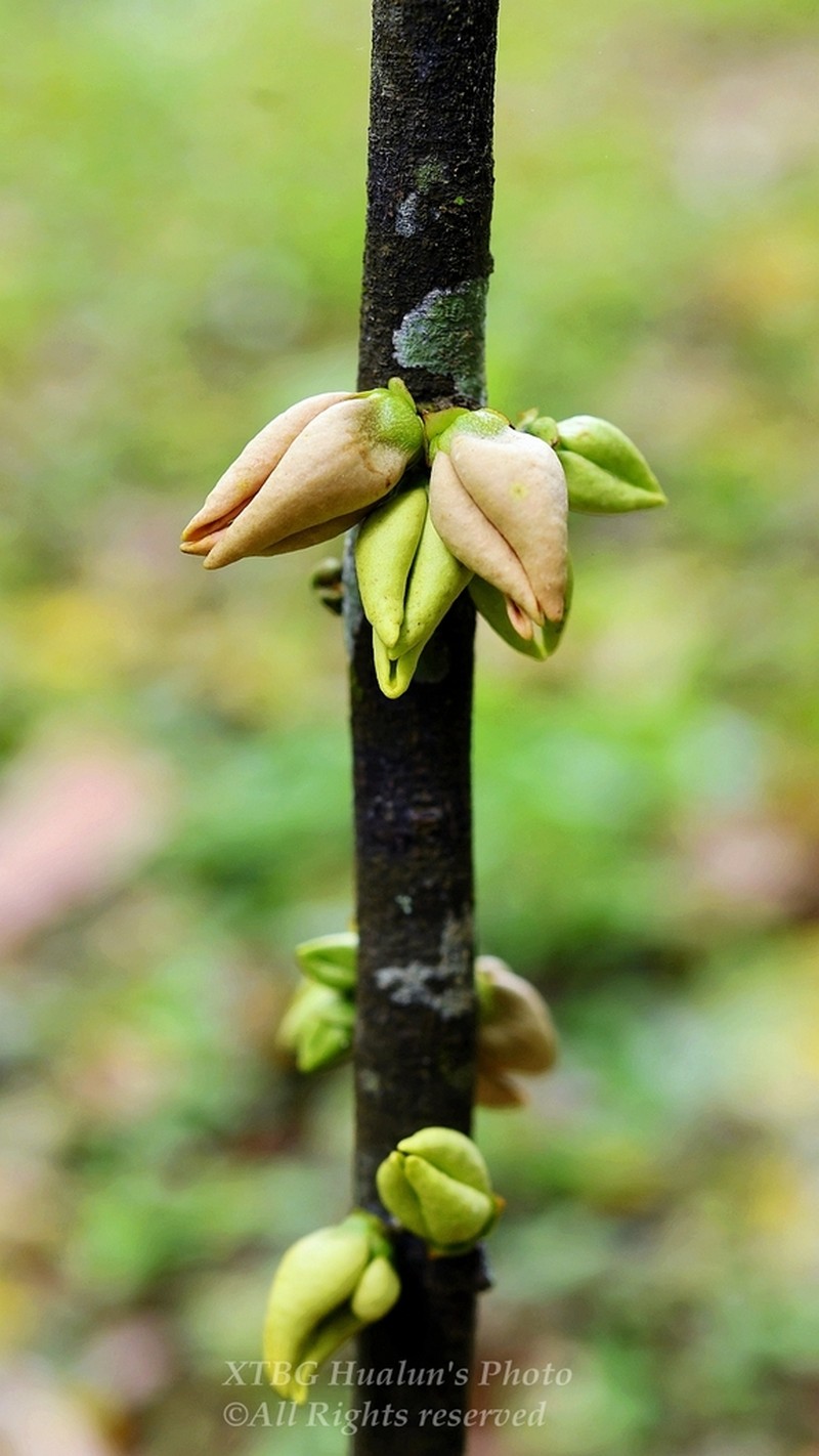 Goniothalamus saccopetaloides
