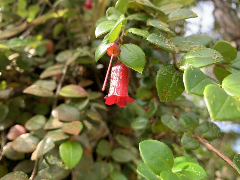 Island Brittleleaf
