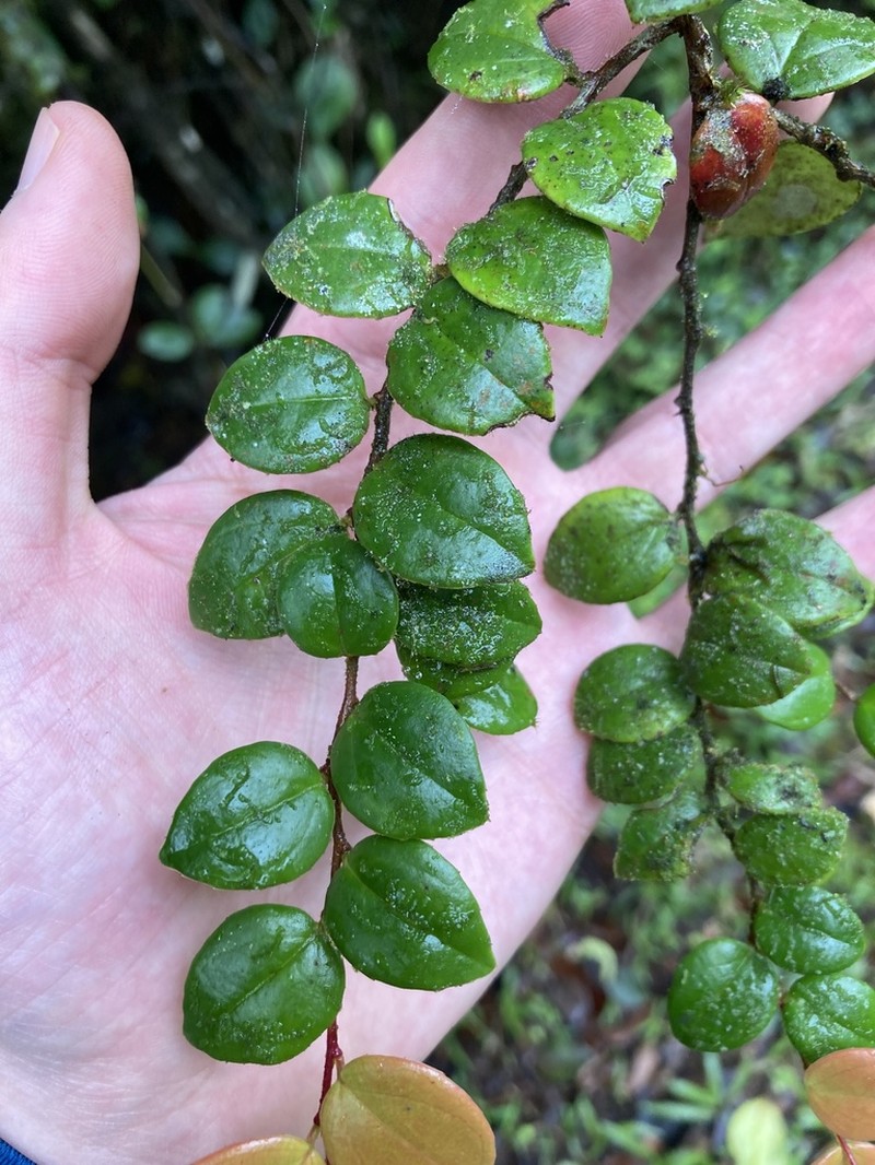 Island Brittleleaf photo 2