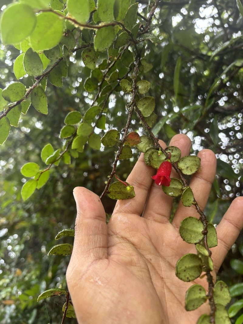 Island Brittleleaf photo 3