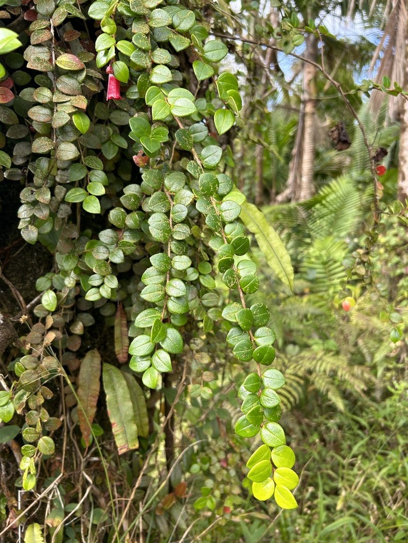 Island Brittleleaf photo 5