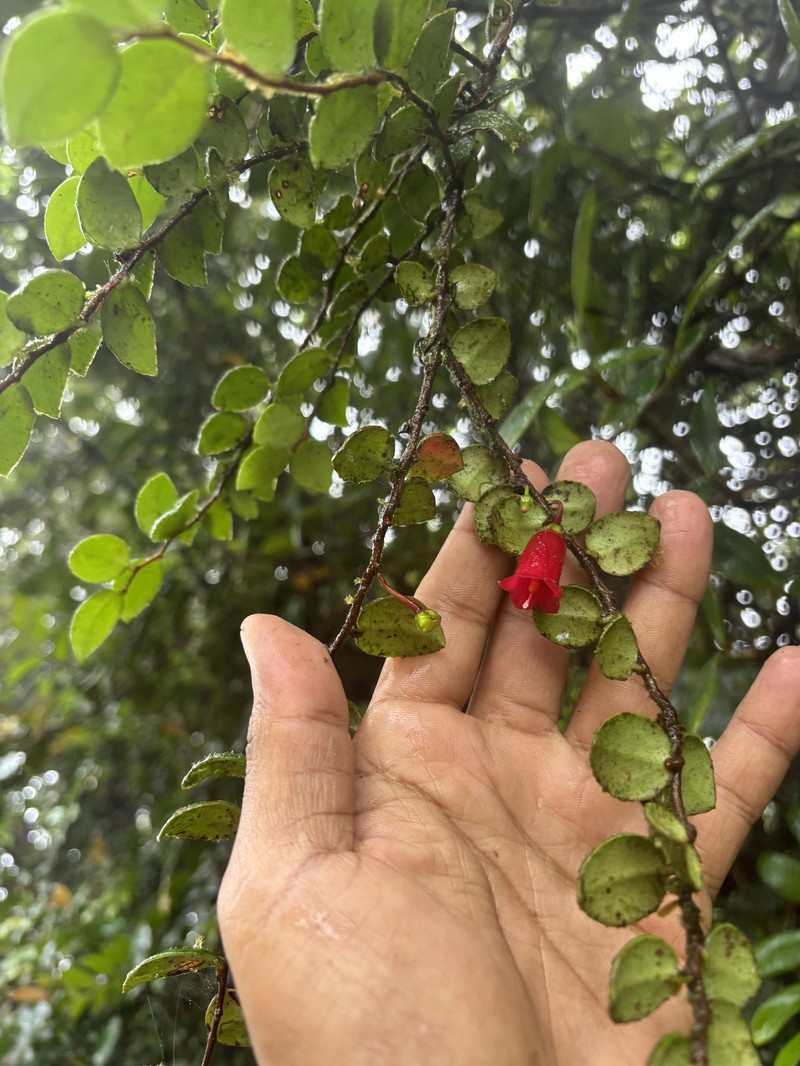 Island Brittleleaf photo 6