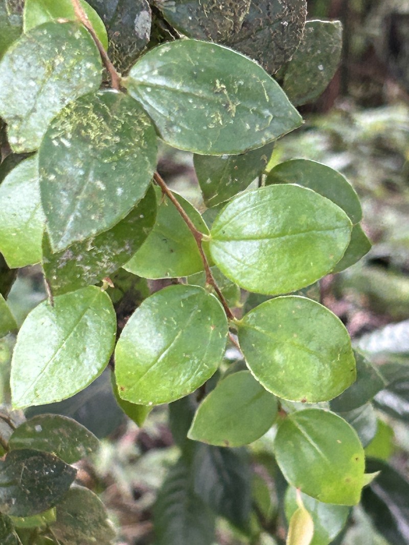 Island Brittleleaf photo 7