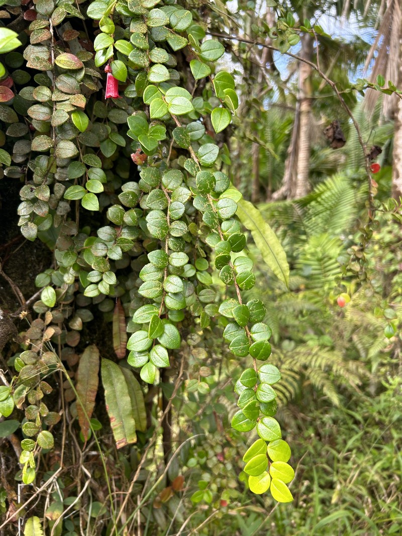 Island Brittleleaf photo 8
