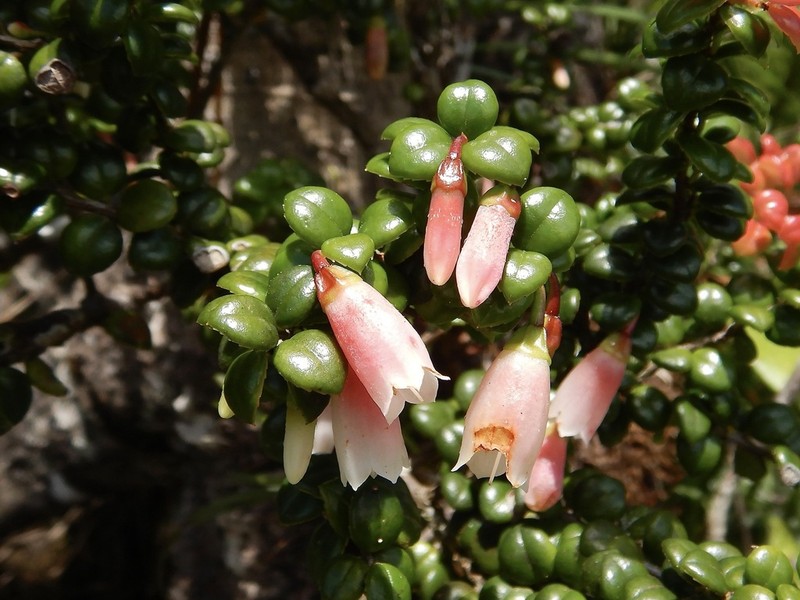 Puerto Rico Brittleleaf