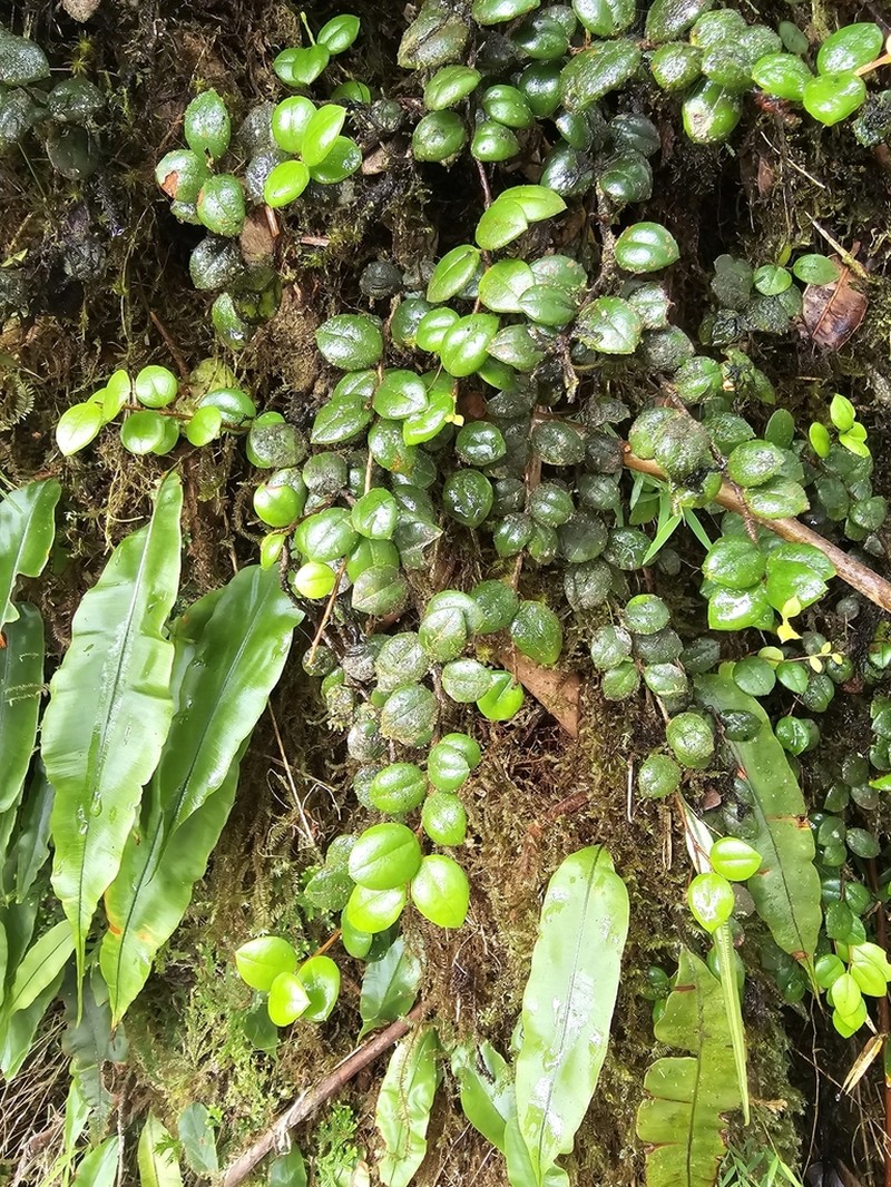 Puerto Rico Brittleleaf photo 2