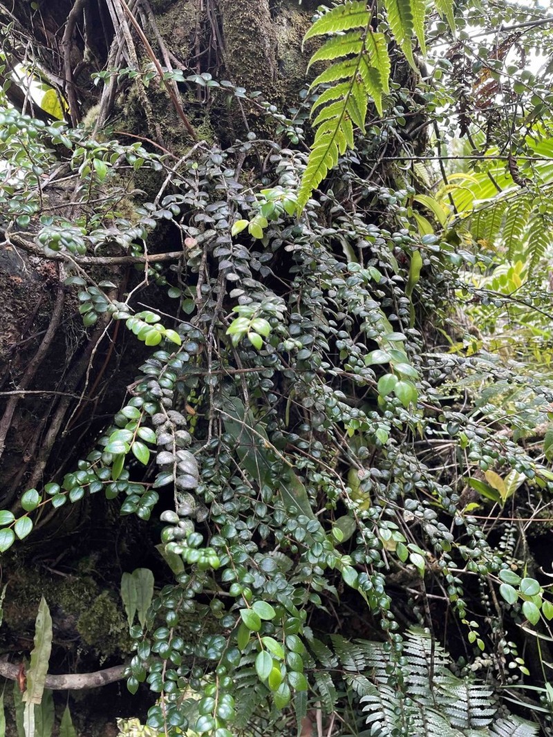 Puerto Rico Brittleleaf photo 3