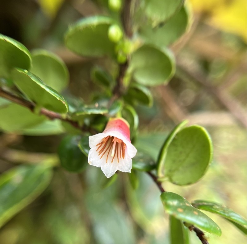 Puerto Rico Brittleleaf photo 4