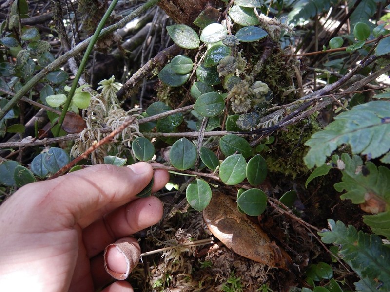 Puerto Rico Brittleleaf photo 5