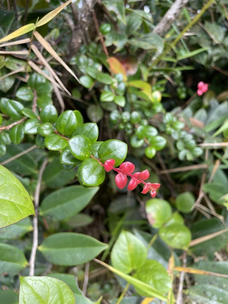 Puerto Rico Brittleleaf photo 7