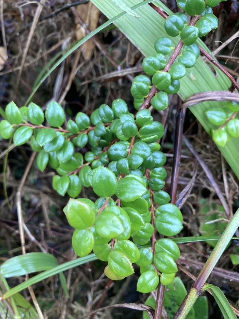 Puerto Rico Brittleleaf photo 8